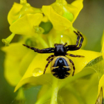 Synema globosum