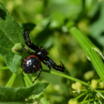 Synema globosum