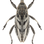 Coniocleonus nigrosuturatus