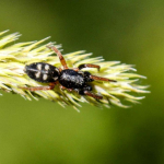 Phaeocedus braccatus