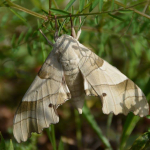 Marumba quercus