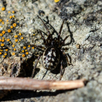 Steatoda albomaculata