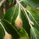 Fagus orientalis