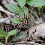 Alopecosa inquilina