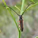 Phytoecia vittipennis