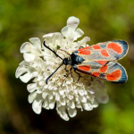 Zygaena loti