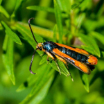 Chamaesphecia elampiformis