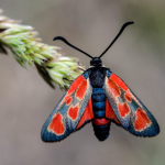 Zygaena armena