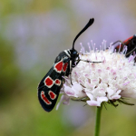 Zygaena carniolica