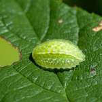 Apoda limacodes