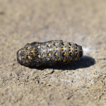 Melitaea cinxia