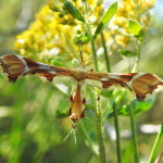 Cnaemidophorus rhododactyla