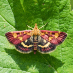 Pyrausta purpuralis