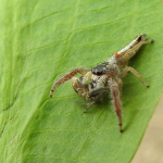 Mendoza canestrinii