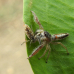 Mendoza canestrinii