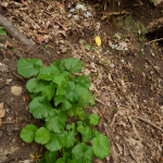 Pimpinella tripartita