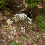 Pimpinella tripartita