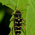 Plagionotus arcuatus