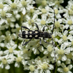 Paraclytus sexguttatus