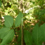 Lonicera caucasica