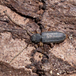 Uleiota planatus