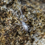 Uloborus walckenaerius