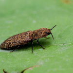 Lacon lepidopterus