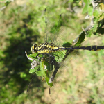 Gomphus schneiderii