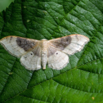 Idaea degeneraria