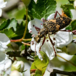 Rhagium fasciculatum