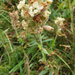 Silene cephalantha