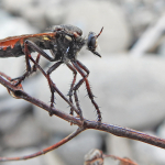 Dasypogon diadema