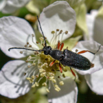 Anoplodera rufipes