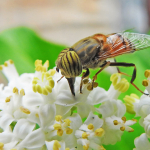 Eristalinus taeniops