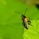 Oedemera podagrariae