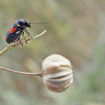 Cryptocephalus moraei