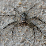 Philodromus margaritatus