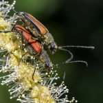 Anastrangalia sanguinolenta