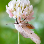 Spilosoma lubricipeda