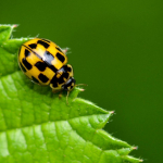 Propylea quatuordecimpunctata