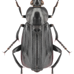 Necrodes littoralis