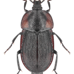 Phosphuga atrata