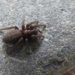 Gnaphosa muscorum