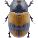 Aphodius coniugatus