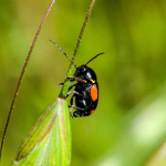 Cryptocephalus moraei