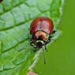 Chrysolina polita