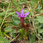 Gentianella caucasea