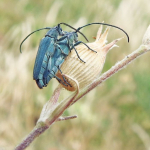 Phytoecia coerulescens