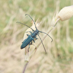 Phytoecia coerulescens