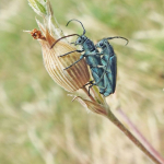 Phytoecia coerulescens